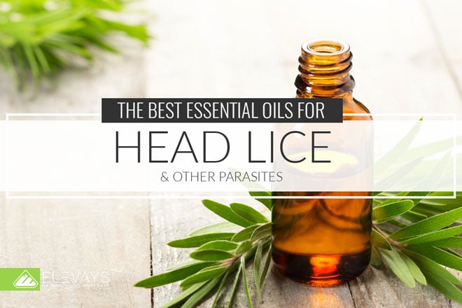 Essential oils for lice and parasites