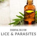 Essential Oils for Lice & Parasites