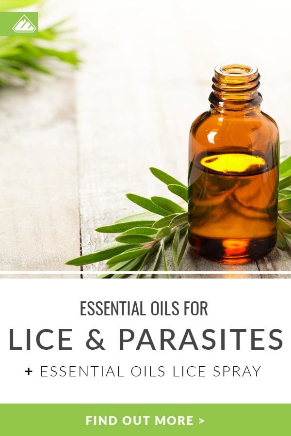 Essential Oils for Lice & Parasites