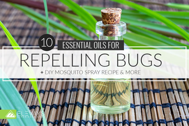 10 Essential Oils for Repelling Bugs & DIY Recipes