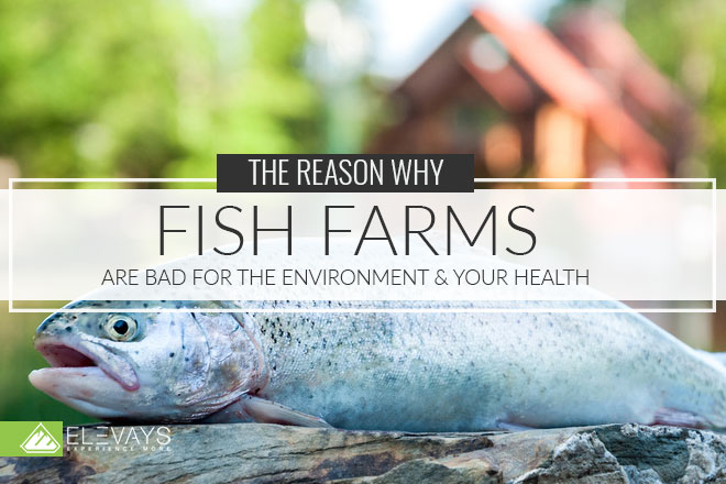 Why Fish Farms Are Bad for the Environment and Even Worse for Your Health