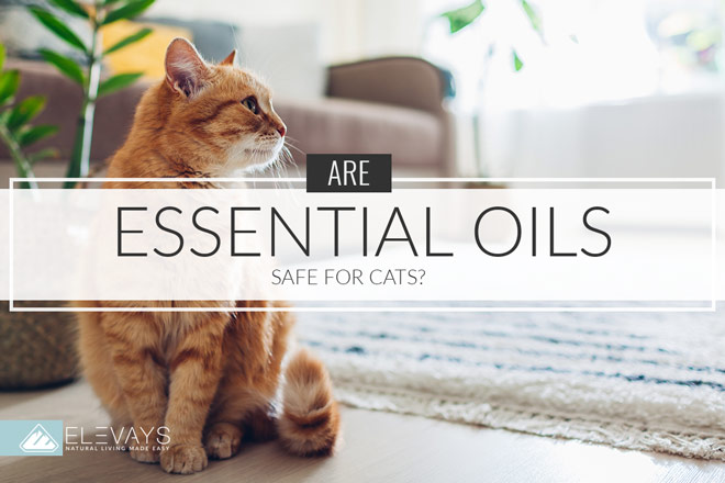 Are Essential Oils Safe For Cats Elevays