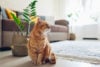 Are Essential Oils Safe for Cats