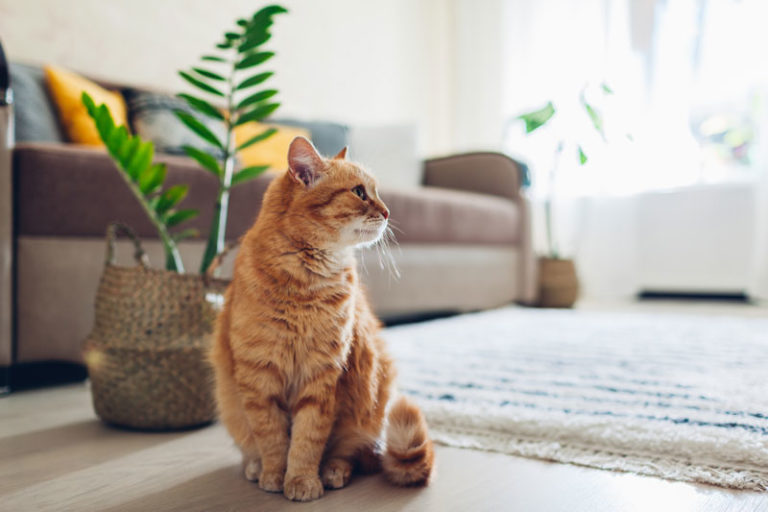 Are Essential Oils Safe for Cats?