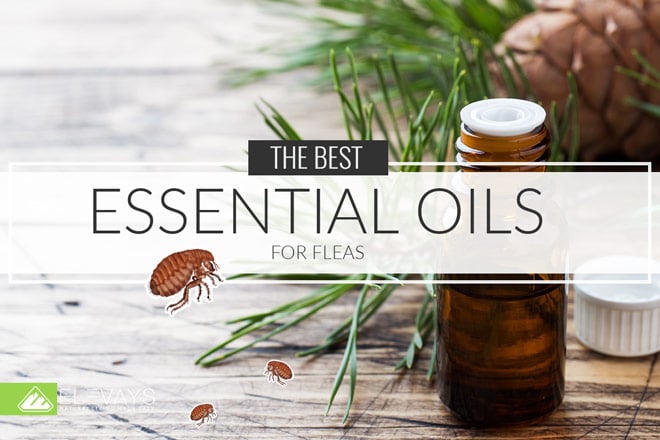10 of the Best Essential Oils for Fleas & DIY Recipes