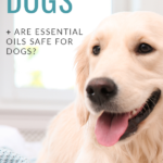 How to Use Essential Oils for Dogs + Are Essential Oils Safe for Dogs