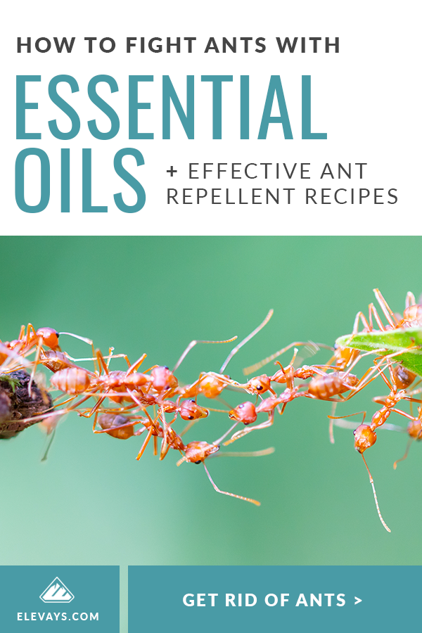 How to Fight an Ant Invasion with Essential Oils Pinterest Pin