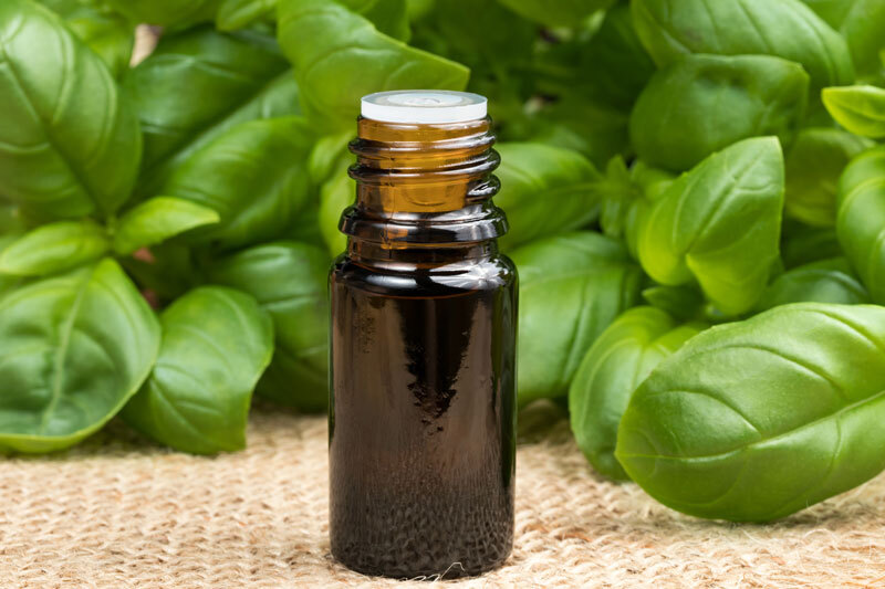 Basil Sweet essential oil