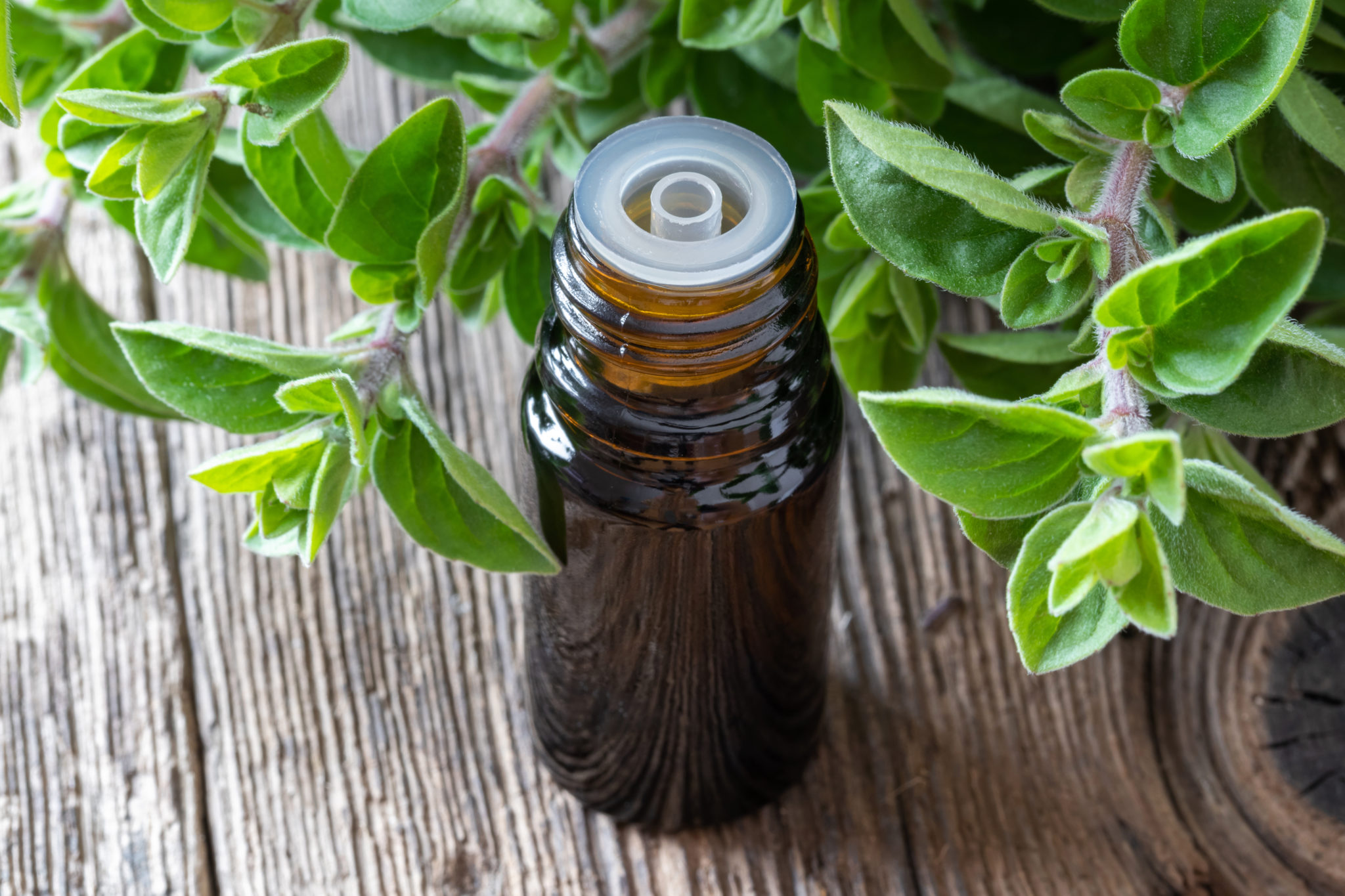 6 Benefits of Oregano Essential Oil Nature's Antibiotic Helps with Yeast Infections, Parasites