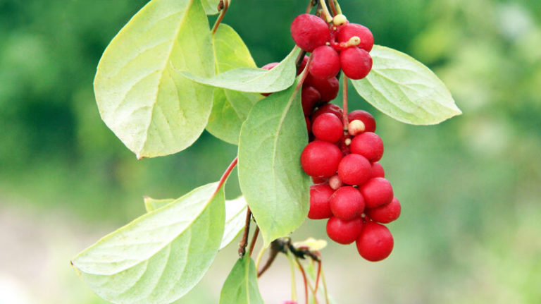 Benefits of Schisandra: Support Skin, Liver, and Reproductive Health