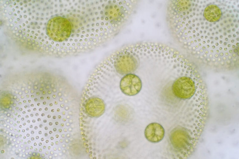6 Reasons Why Phytoplankton is a Supergreen You Need ASAP