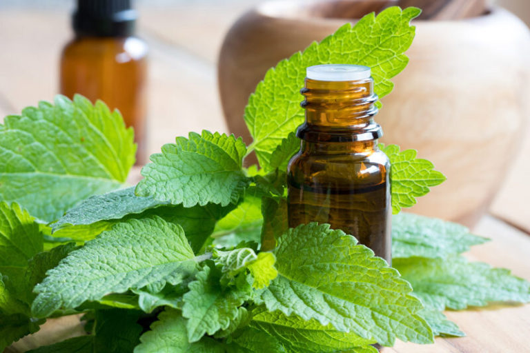 5 Benefits of Melissa Essential Oil: Antiviral, Anti-inflammatory, and More